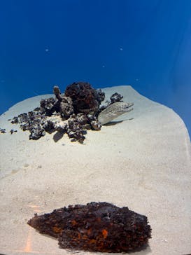 葛西臨海水族園に投稿された画像（2025/8/21）