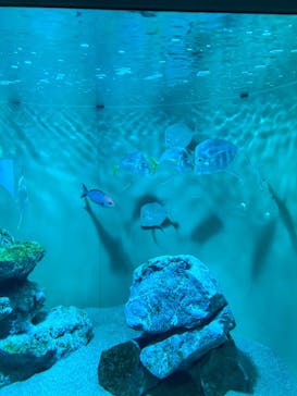 葛西臨海水族園に投稿された画像（2025/8/21）