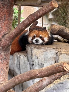 那須どうぶつ王国に投稿された画像（2025/8/21）