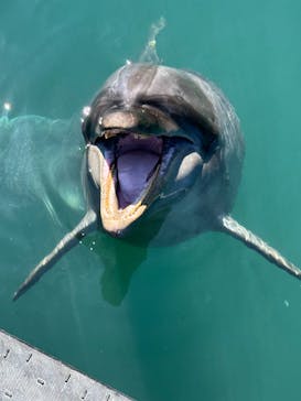 太地町立くじらの博物館に投稿された画像（2025/8/21）