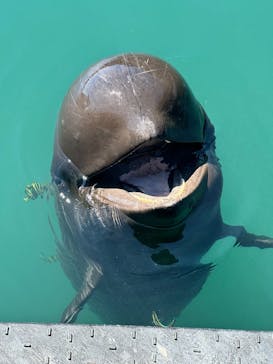 太地町立くじらの博物館に投稿された画像（2025/8/21）