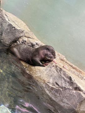 マクセル アクアパーク品川に投稿された画像（2025/8/21）