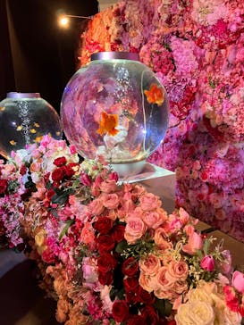 錦鯉・金魚アクアリウム in ときメッセに投稿された画像（2025/8/21）