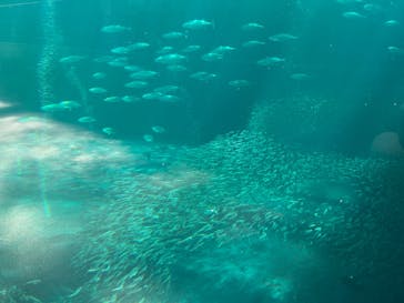 環境水族館アクアマリンふくしまに投稿された画像（2025/8/21）