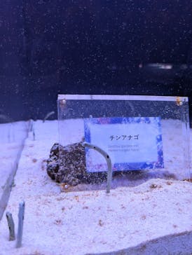 マクセル アクアパーク品川に投稿された画像（2025/8/21）