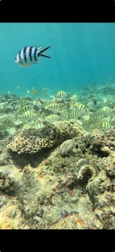 武藤潜水に投稿された画像（2025/8/21）