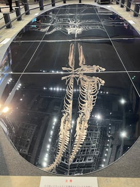 福井県立恐竜博物館に投稿された画像（2025/8/21）