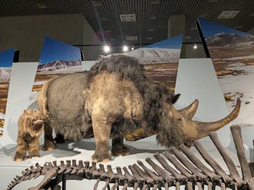 特別展「氷河期展 〜人類が見た4万年前の世界〜」（国立科学博物館）に投稿された画像（2025/8/21）