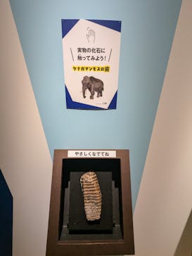 特別展「氷河期展 〜人類が見た4万年前の世界〜」（国立科学博物館）に投稿された画像（2025/8/21）