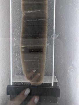 特別展「氷河期展 〜人類が見た4万年前の世界〜」（国立科学博物館）に投稿された画像（2025/8/21）