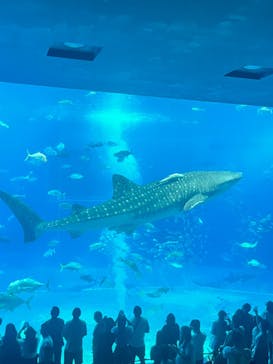 沖縄美ら海水族館に投稿された画像（2025/8/21）