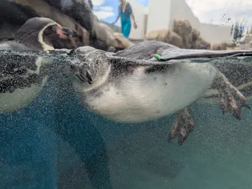 仙台うみの杜水族館に投稿された画像（2025/8/21）