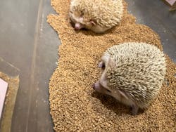 HARRY　原宿駅前店に投稿された画像（2025/8/21）