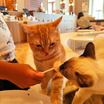 猫カフェモカららぽーと名古屋みなとアクルス店に投稿された画像（2025/8/21）