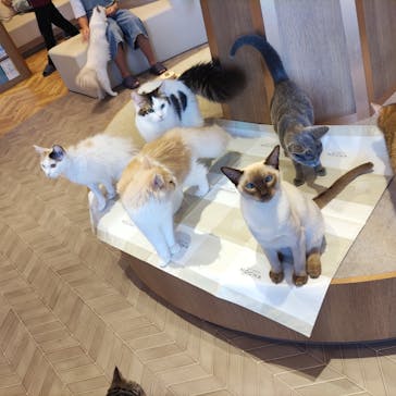 猫カフェモカららぽーと名古屋みなとアクルス店に投稿された画像（2025/8/21）