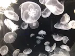 仙台うみの杜水族館に投稿された画像（2025/8/21）