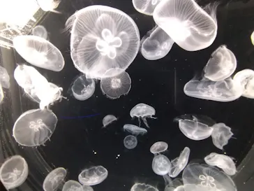 仙台うみの杜水族館に投稿された画像（2025/8/21）