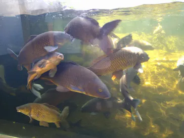 仙台うみの杜水族館に投稿された画像（2025/8/21）
