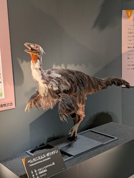 福井県立恐竜博物館に投稿された画像（2025/8/21）