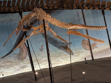 福井県立恐竜博物館に投稿された画像（2025/8/21）