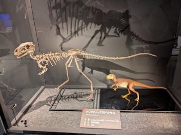 福井県立恐竜博物館に投稿された画像（2025/8/21）