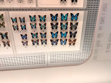 特別展「氷河期展 〜人類が見た4万年前の世界〜」（国立科学博物館）に投稿された画像（2025/8/21）