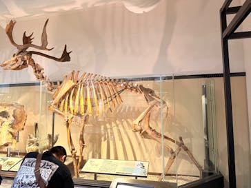 特別展「氷河期展 〜人類が見た4万年前の世界〜」（国立科学博物館）に投稿された画像（2025/8/21）
