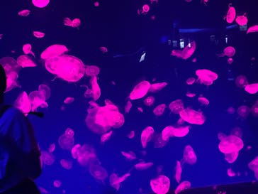 名古屋港水族館に投稿された画像（2025/8/21）