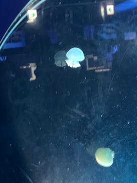 名古屋港水族館に投稿された画像（2025/8/21）