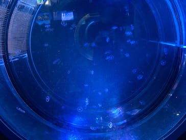 名古屋港水族館に投稿された画像（2025/8/21）