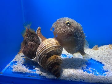 越前松島水族館に投稿された画像（2025/8/21）