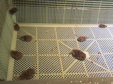 越前松島水族館に投稿された画像（2025/8/21）