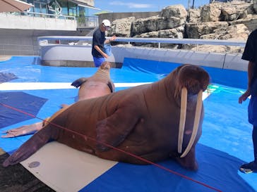 大分マリーンパレス水族館 「うみたまご」に投稿された画像（2025/8/21）