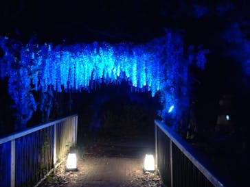 ニジゲンノモリに投稿された画像（2025/8/21）