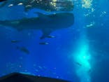 沖縄美ら海水族館に投稿された画像（2025/8/22）