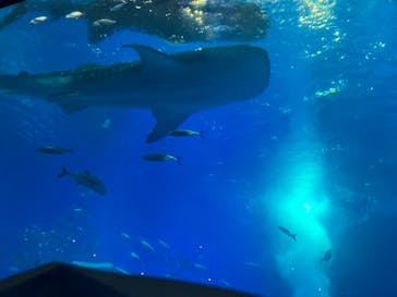 沖縄美ら海水族館に投稿された画像（2025/8/21）