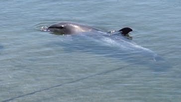 太地町立くじらの博物館に投稿された画像（2025/8/21）