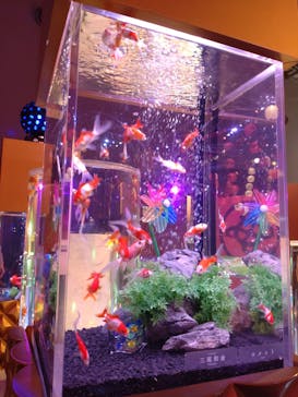 錦鯉・金魚アクアリウム in ときメッセに投稿された画像（2025/8/21）
