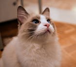 猫カフェモカ　吉祥寺店に投稿された画像（2025/8/22）