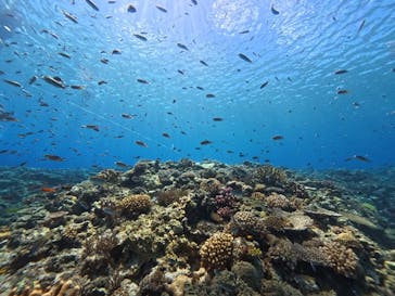 セルリアンブルーに投稿された画像（2025/8/22）