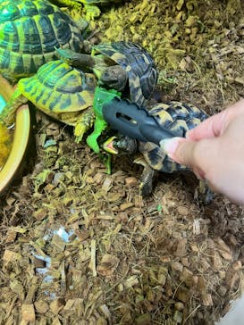 NARA IKIMONO MUSEUMに投稿された画像（2025/8/22）