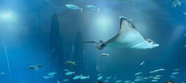 マクセル アクアパーク品川に投稿された画像（2025/8/22）