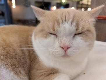 猫カフェモカ　池袋東口店に投稿された画像（2025/8/22）