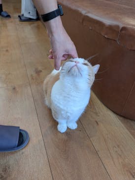 猫カフェモカ　池袋東口店に投稿された画像（2025/8/22）