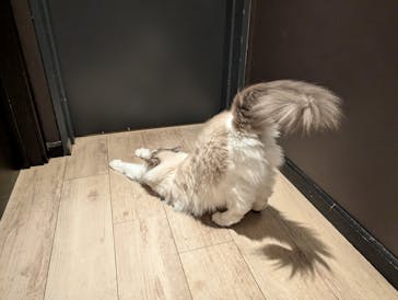 猫カフェモカ　池袋東口店に投稿された画像（2025/8/22）