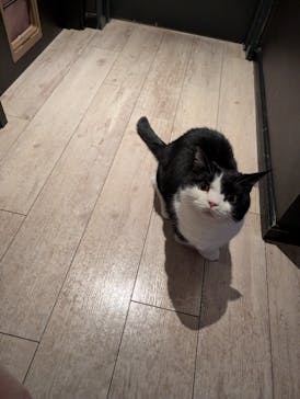 猫カフェモカ　池袋東口店に投稿された画像（2025/8/22）