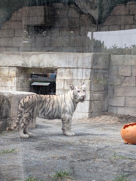 東武動物公園に投稿された画像（2025/8/22）