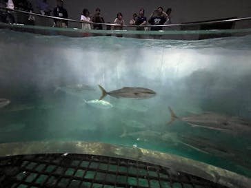 城崎マリンワールドに投稿された画像（2025/8/22）