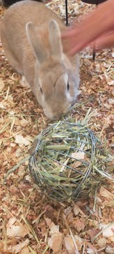 Moff animal cafe MARKIS 福岡ももち店に投稿された画像（2025/8/22）