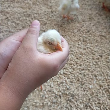 Moff animal cafe MARKIS 福岡ももち店に投稿された画像（2025/8/22）